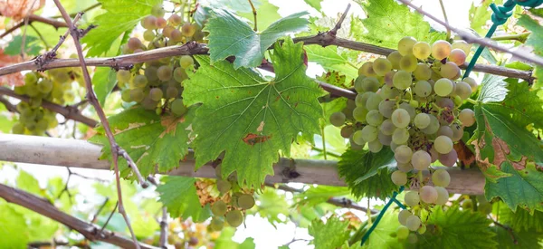 Vides de uva en la época de cosecha — Foto de Stock