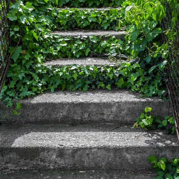 Ivy growing along cement stairs Stock Picture