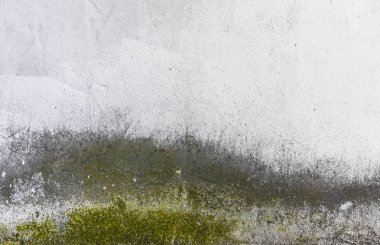 Yeşil küf kaplı eski beton duvar