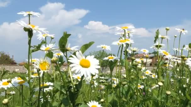 Papatya Çiçekleri Yavaşça Rüzgarda Sallayarak Yakın Çekim — Stok video