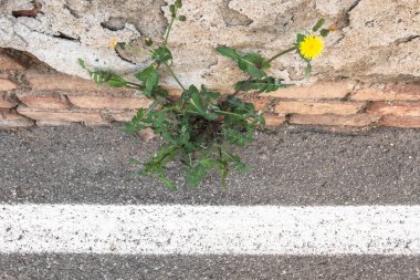 Asfaltta çiçek yetişiyor.