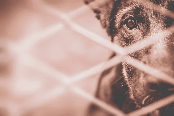 Câine Abandonat Ochi Trişti Căţeluş Animale Companie Caută Adopție Durere — Fotografie, imagine de stoc