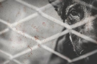 Köpekler terk edilmiş ve kafeste, evcil hayvan bakımı evlat edinme, keder ve üzüntü arıyor. Retro biçim fotoğrafı.