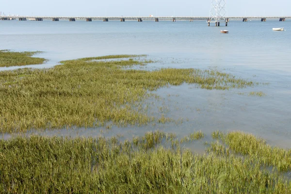 Les berges boisées du Rio Tinto — Photo