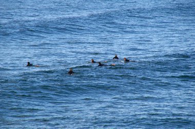 Sörfçü bir dalga için bekliyor