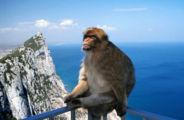 Gibraltar Monkey in the Rock clipart