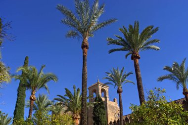 Palmiye ağaçları Cordoba tarihi merkezi