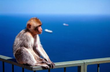 Typical monkey of Gibraltar clipart