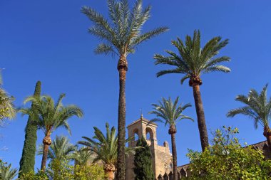 Cordoba (İspanya). Cordoba 'daki Alczar de los Reyes Cristianos' un Palmiye Ağaçları