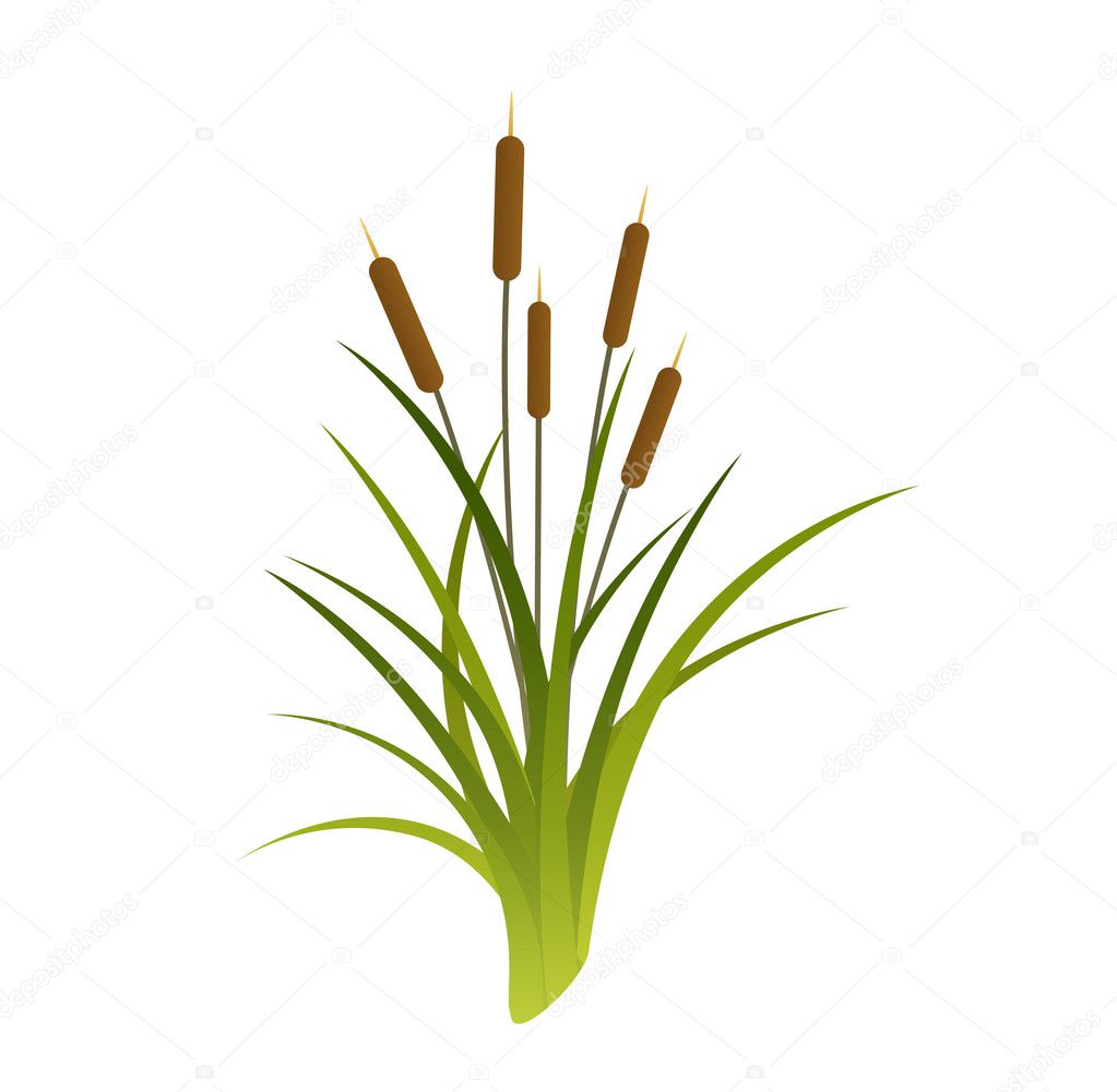 Vector Cartoon Illustration of Reeds. Cattails isolated on white background
