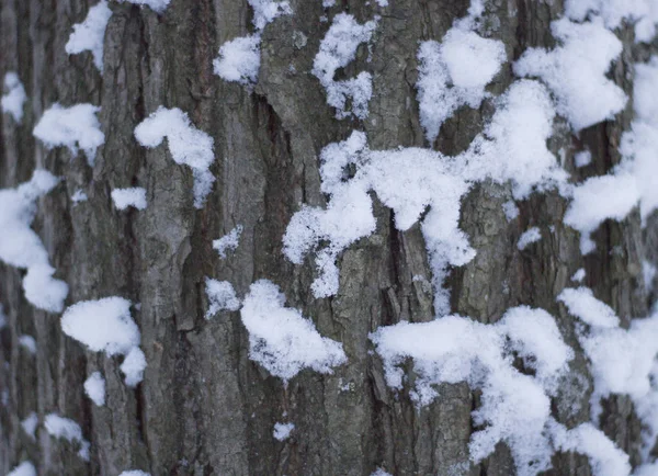 Кора дубового покрытого снега — стоковое фото