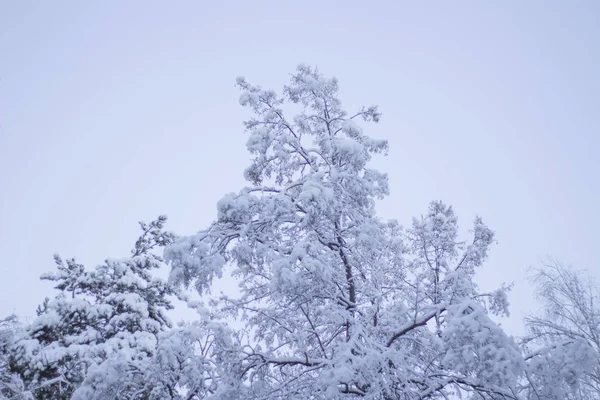 Дерево покрыто снегом под белым зимним небом — стоковое фото