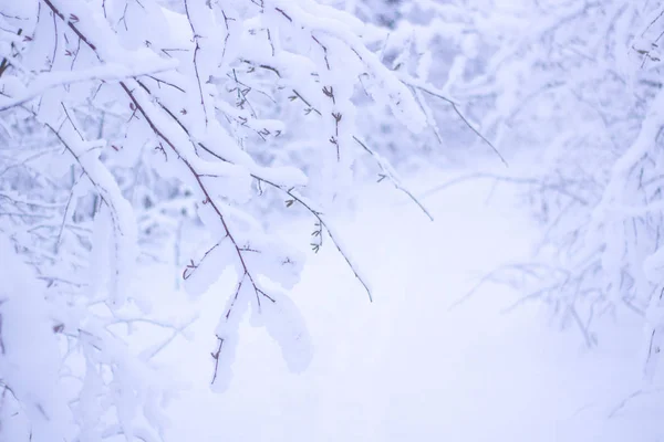 "Зимний Форрест" — стоковое фото
