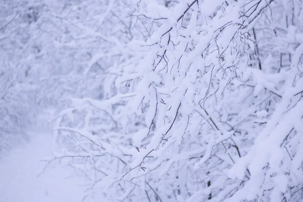 Ветви деревьев покрыты белым снегом — стоковое фото