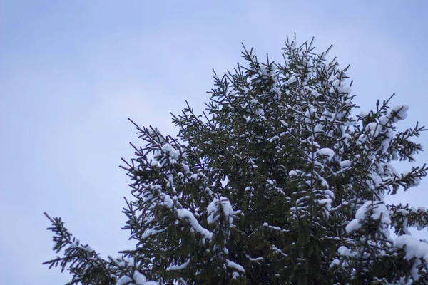 Fir Tree Covered Snow Close up Royalty Free Stock Photos