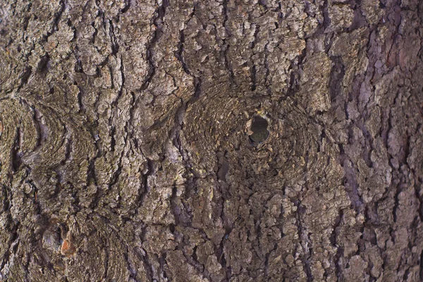 Фон с серой древесной корой — стоковое фото
