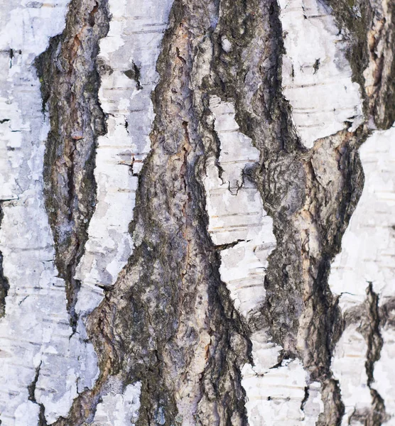 Struttura di corteccia di betulla — Foto Stock