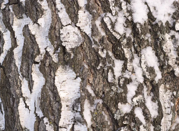 Texture de l'écorce de bouleau — Photo