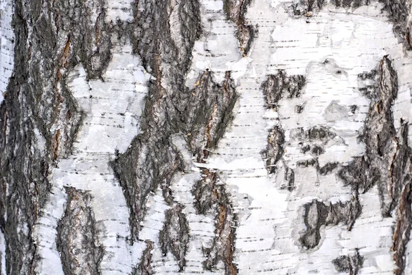 Struttura di corteccia di betulla — Foto Stock