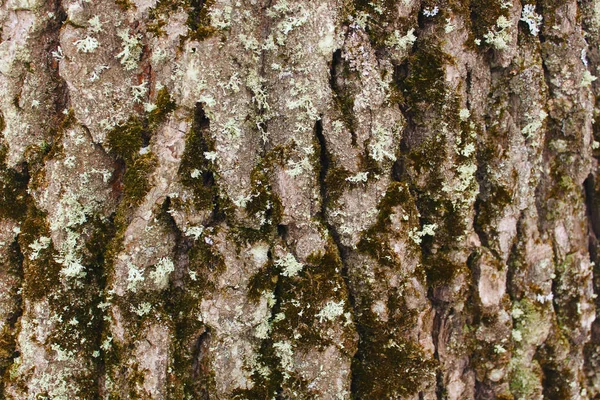 橡木树皮的对比纹理 — 图库照片