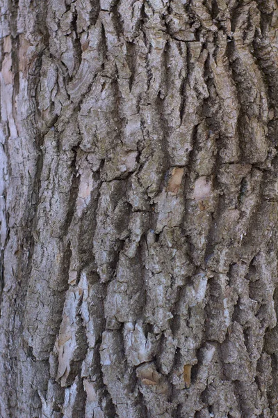 Texture della corteccia di quercia — Foto Stock