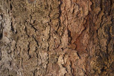 Ahşap desenli arkaplan