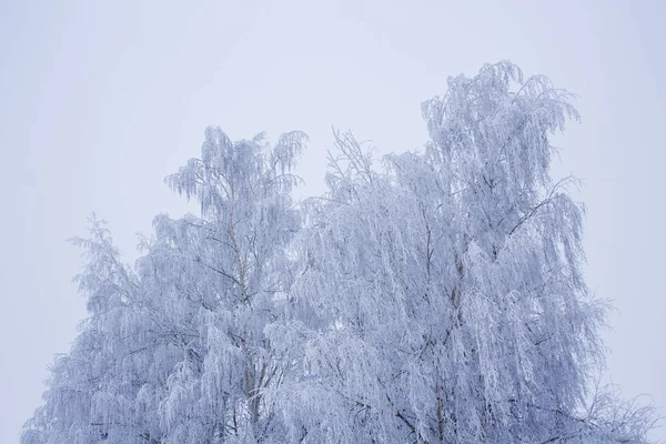 Зимний пейзаж с заснеженными деревьями — стоковое фото