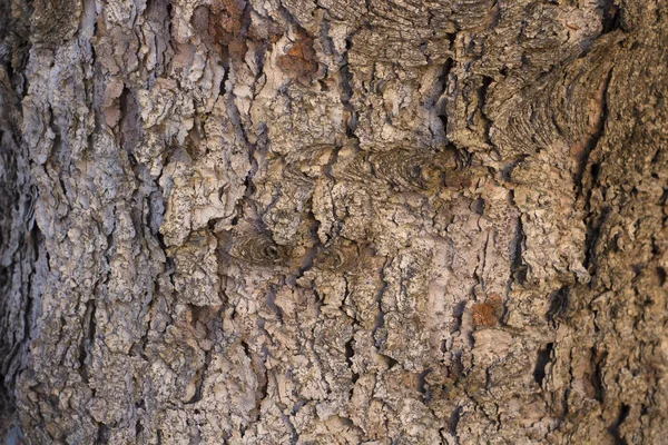 Фон с корой коричневого дерева — стоковое фото