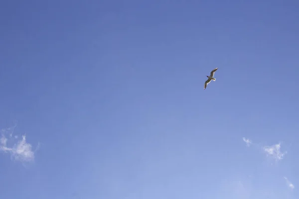 Un vol de mouettes dans le ciel bleu — Photo