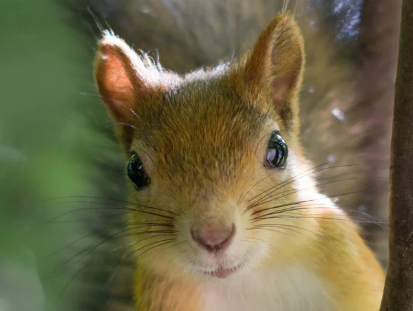 Részletes közelről mókus portré — Stock Fotó