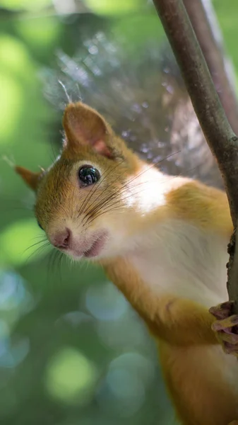 Közelről mókus portré — Stock Fotó