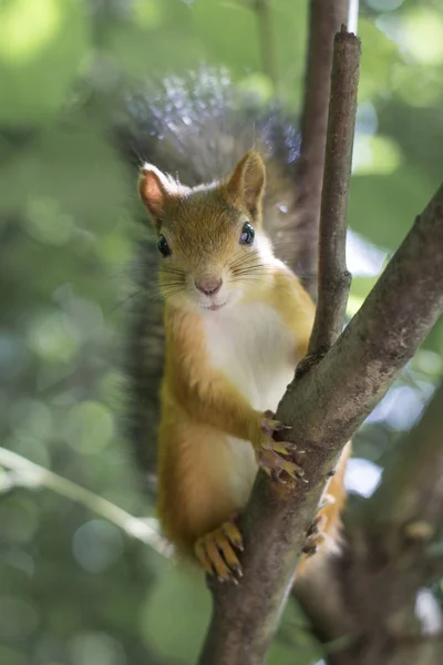Közelről mókus portré — Stock Fotó