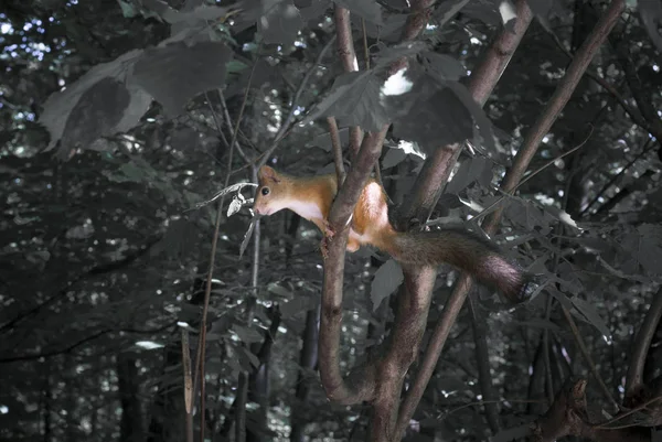 Vörös mókus ül a fa — Stock Fotó