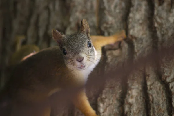 Gyönyörű vörös mókus — Stock Fotó