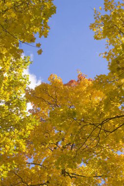 Parlak altın sarı-turuncu sonbahar yaprakları akçaağaç