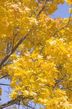 Akçaağaç Sonbahar yaprakları güneş ışınları tarafından aydınlatılmış