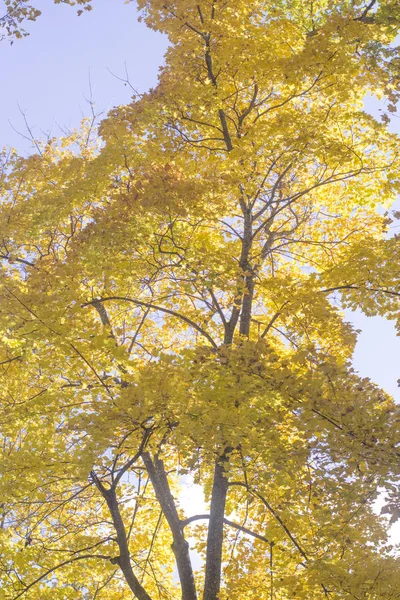 Güneşli sonbahar gün altın akçaağaç yaprakları, sonbahar yatay.