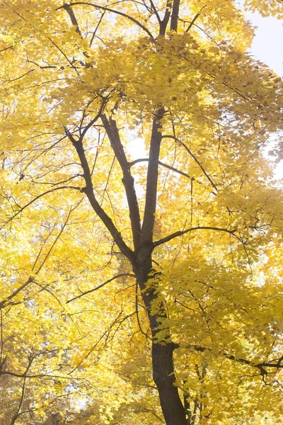 Sarı akçaağaç yaprakları ile sonbahar manzara.