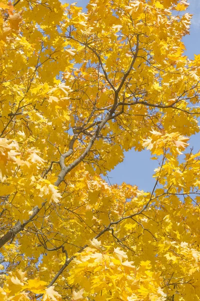 Akçaağaç Sonbahar yaprakları güneş ışınları tarafından aydınlatılmış