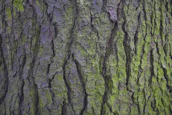 Sfondo con corteccia di quercia Texture . — Foto Stock