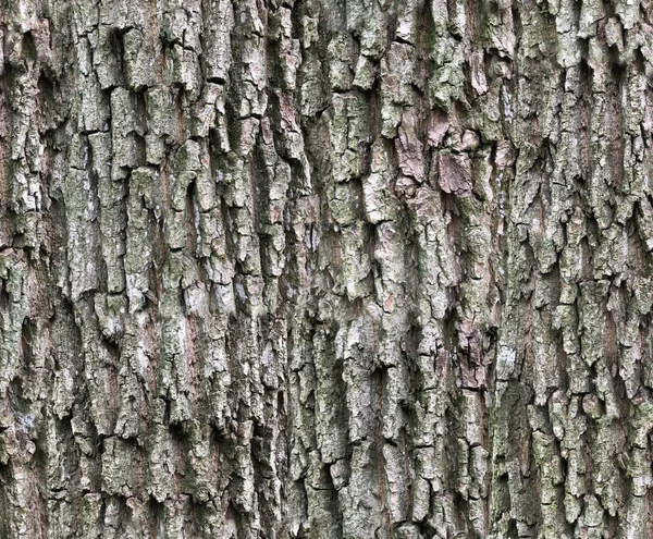 Schors Textuur Met Mos Verticale Oriëntatie Naadloze Patroon Achtergrond Voor — Stockfoto