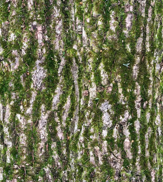 带有蓬松绿色苔藓的树皮质感 木制材料的无缝图案 树体三维建模的高度详细地图 — 图库照片