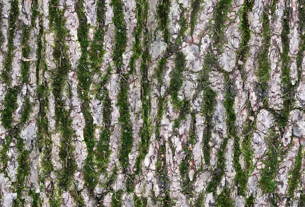 Rindenstruktur Mit Moos Nahtloses Muster Hohe Detailkarte Für Material Aus — Stockfoto