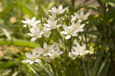 İhale ve sulu et ahşap tahta kesmek. 