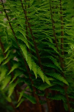 İhale ve sulu et ahşap tahta kesmek. 