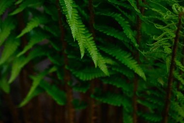 yemyeşil ve yeşil eğreltiotu