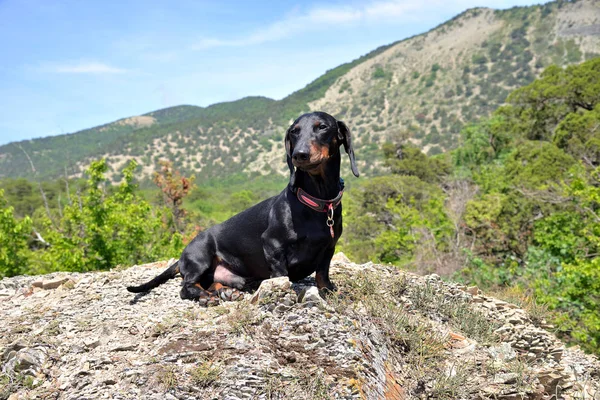 Taş Kafkasya, Krasnodar bölgesi, Rusya eteklerinde arka plan üzerinde oturan dachshund