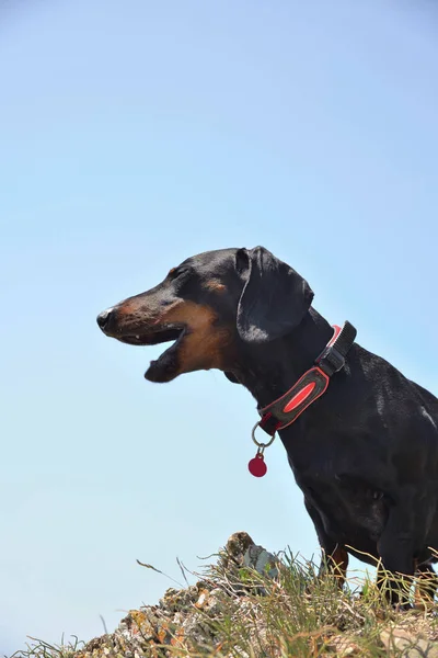 Black and tan barking dachshund  on sky background for a walk — Stock Photo, Image