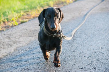 Dachshund patika yazında bir yürüyüşe
