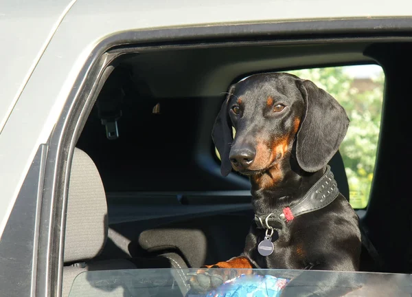 Negro liso y dachshund bronceado mira por la ventana del coche — Foto de Stock